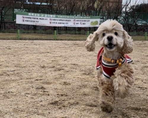 콩을 추모합니다.