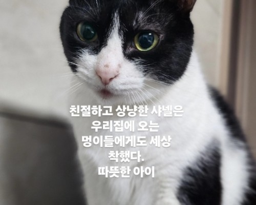 샤넬을 추모합니다