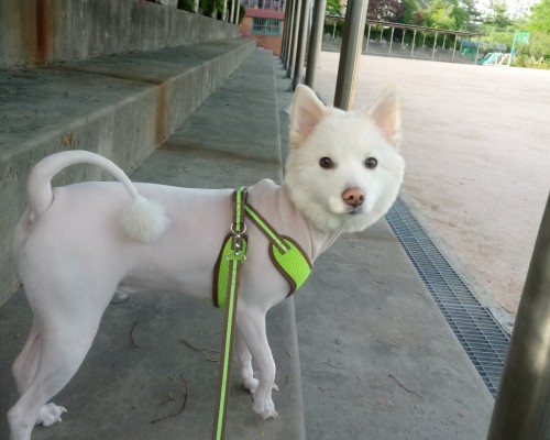 장군이